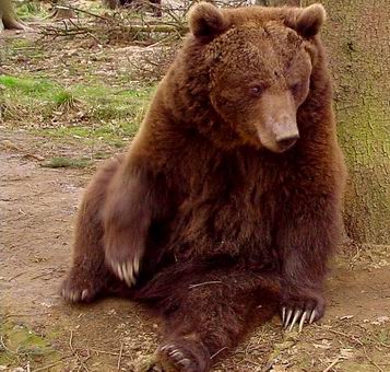 Braunbär Bruno macht mal Rast