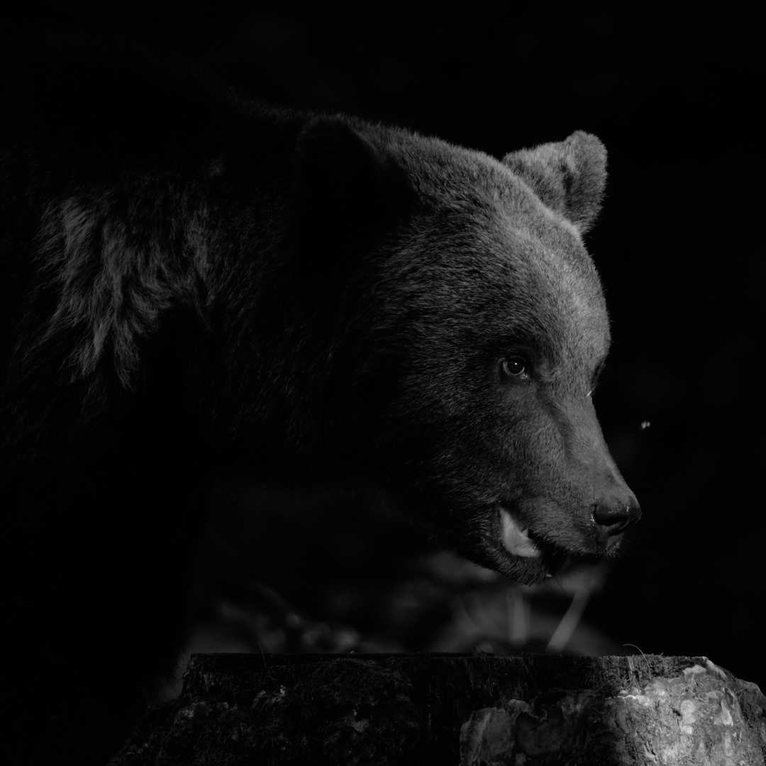 Braunbär (B&W)