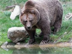 Braunbär