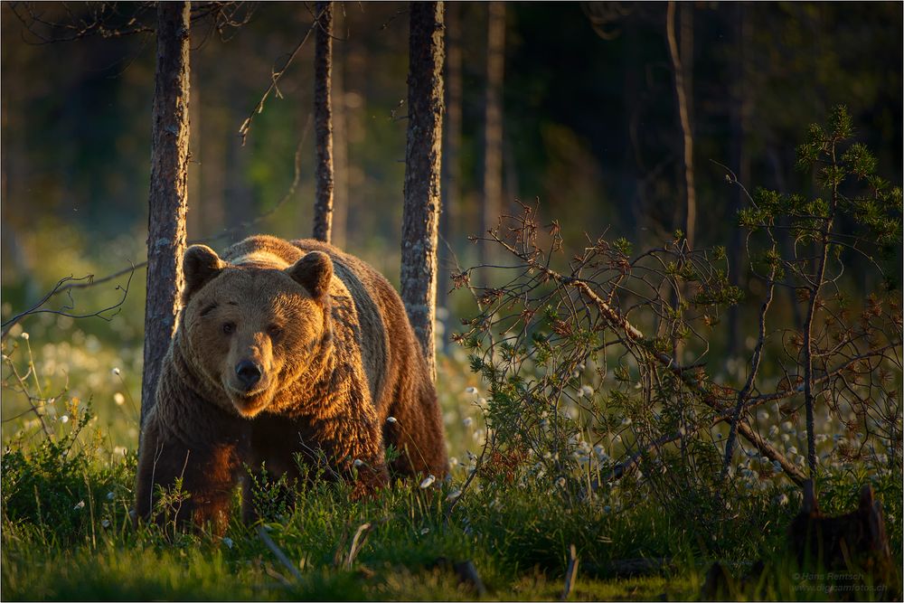 Braunbär 