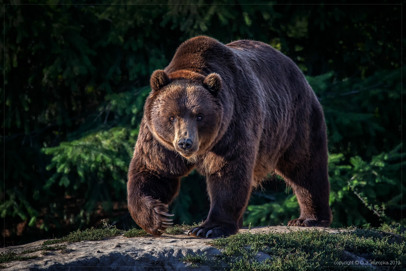 BRAUNBÄR