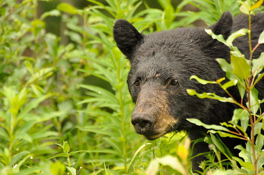 Braunbär