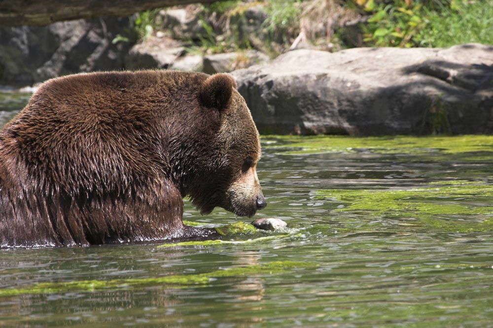 Braunbär