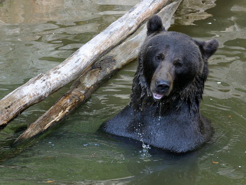 Braunbär...