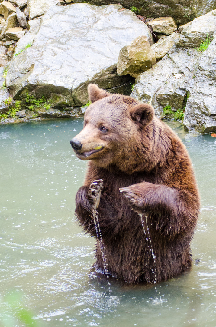 Braunbär