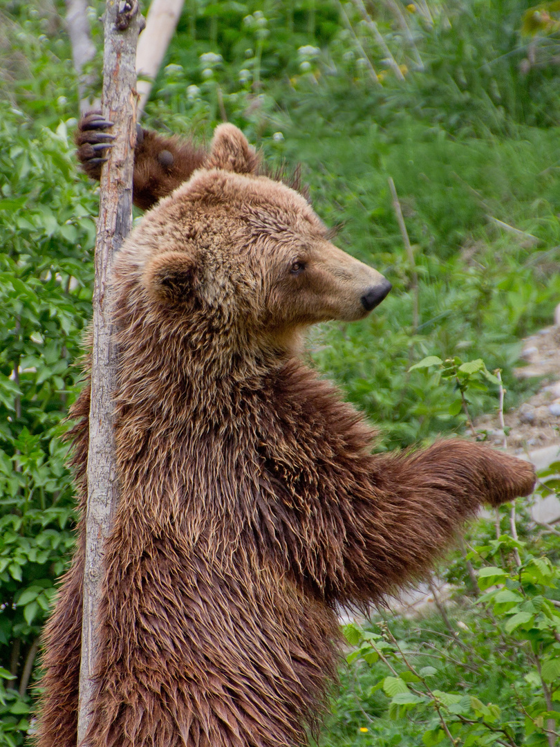 Braunbär