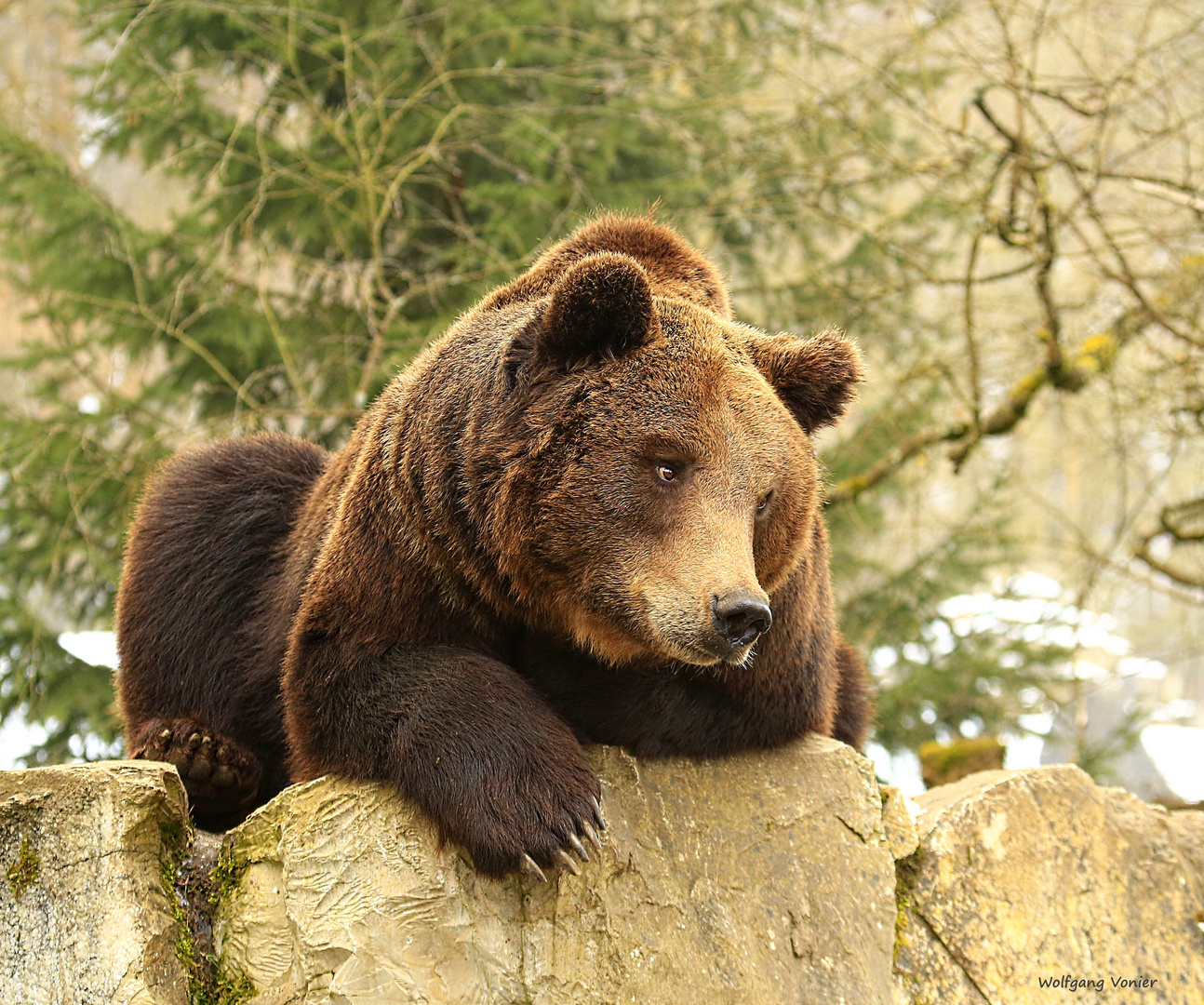 Braunbär