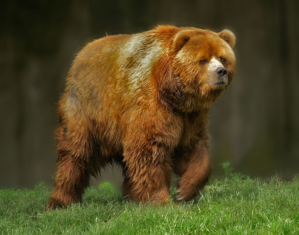 Braunbär