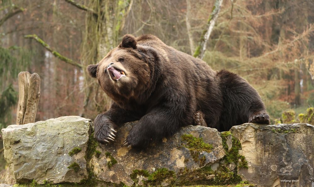 Braunbär