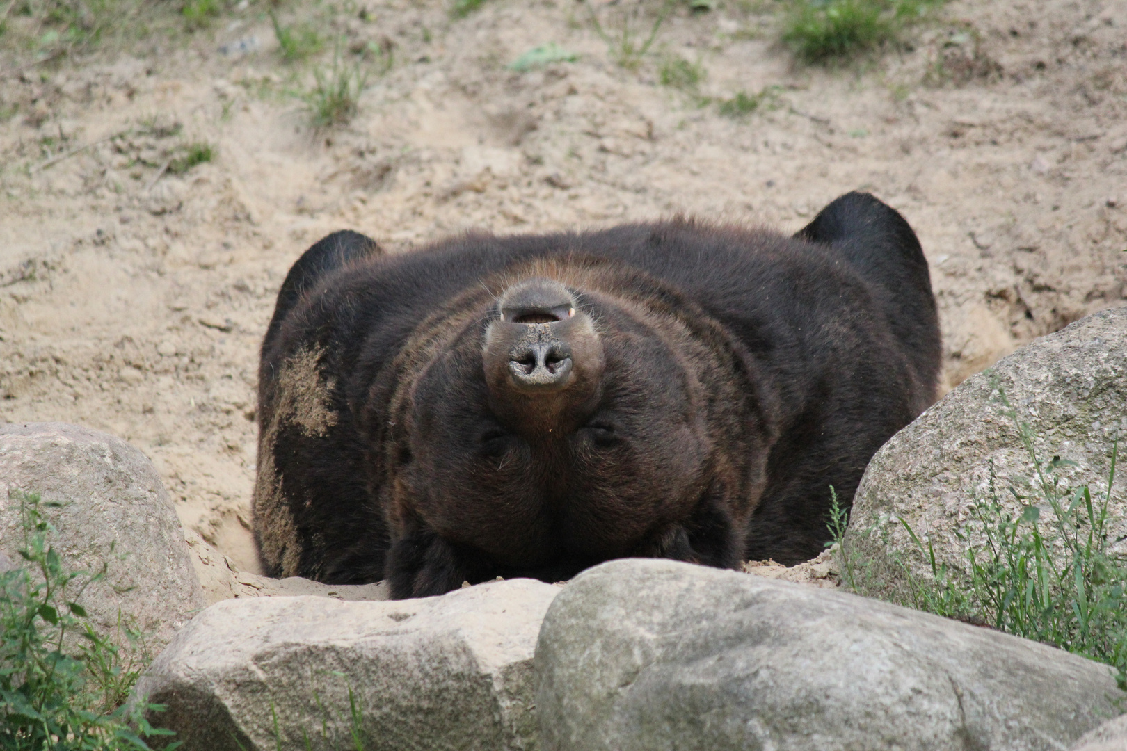 Braunbär