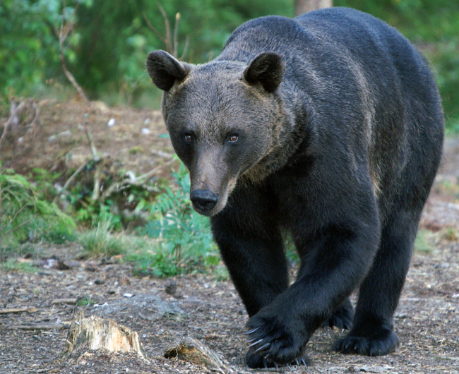 Braunbär