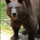 Braunbär