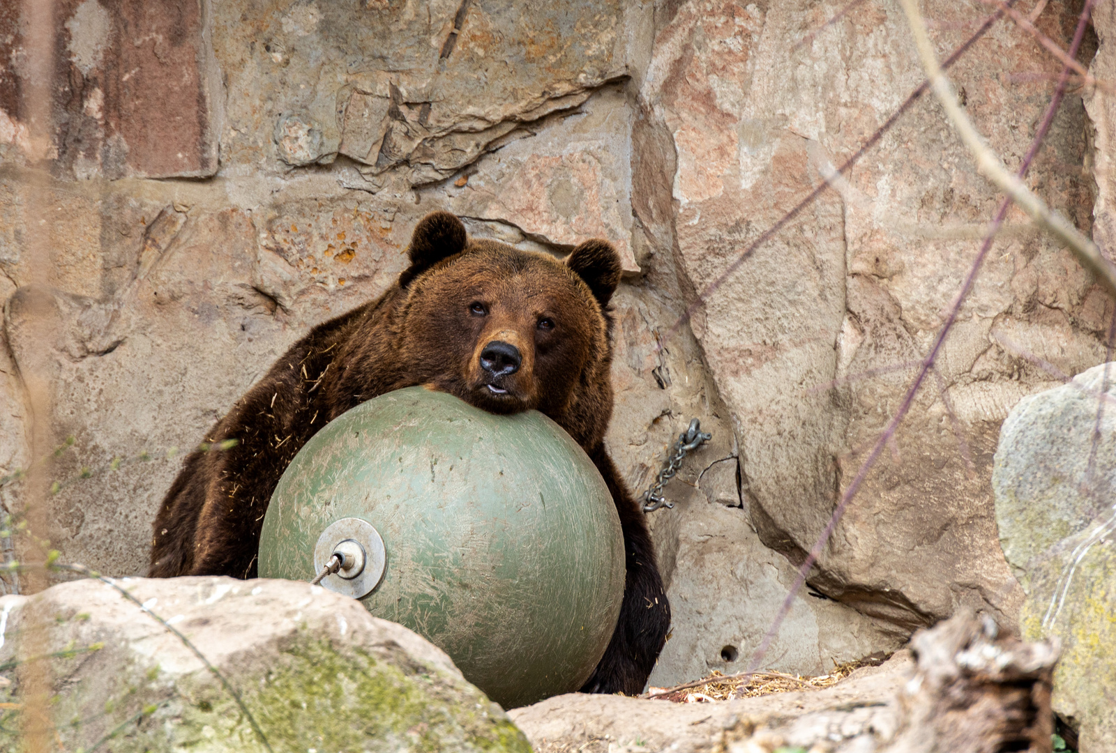 Braunbär