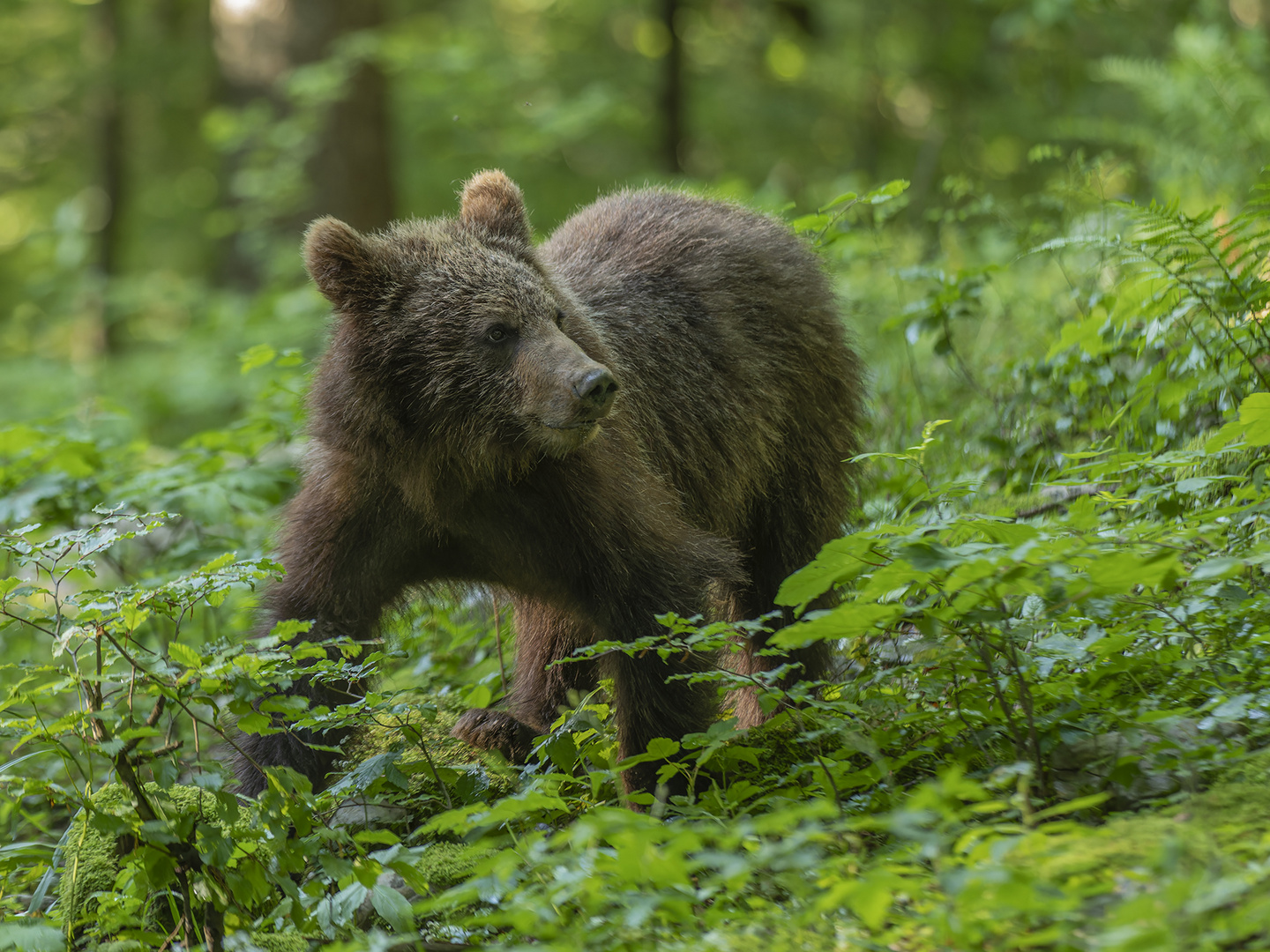 Braunbär