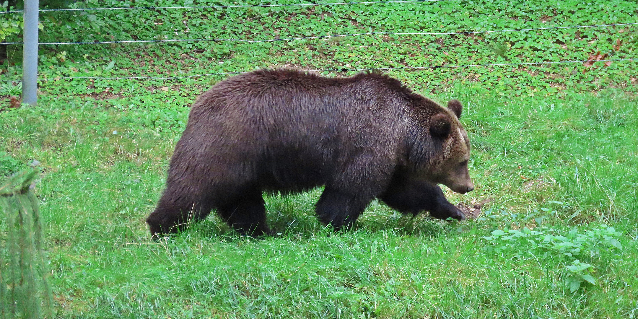 Braunbär