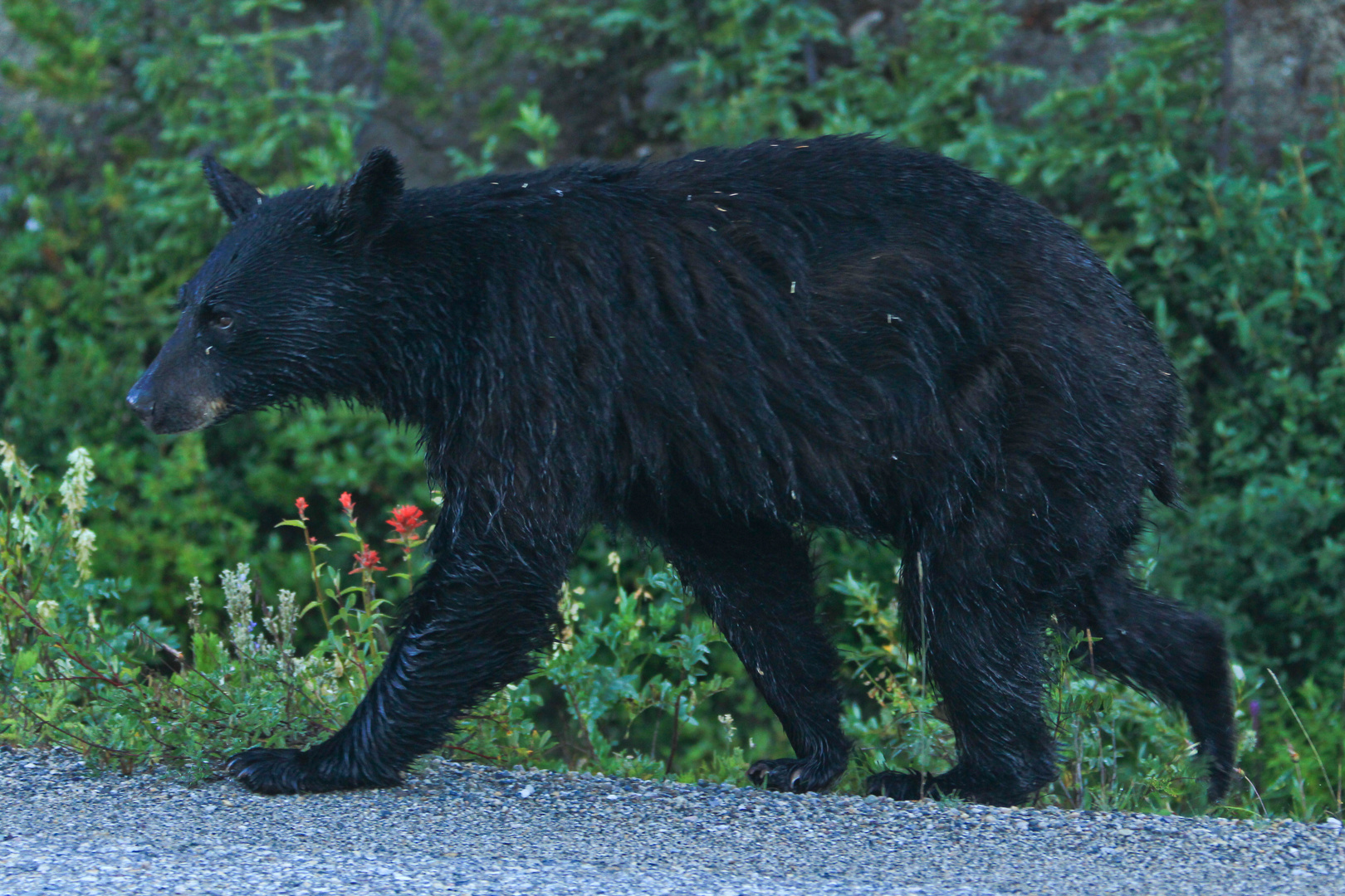 Braunbär