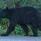 Braunbär