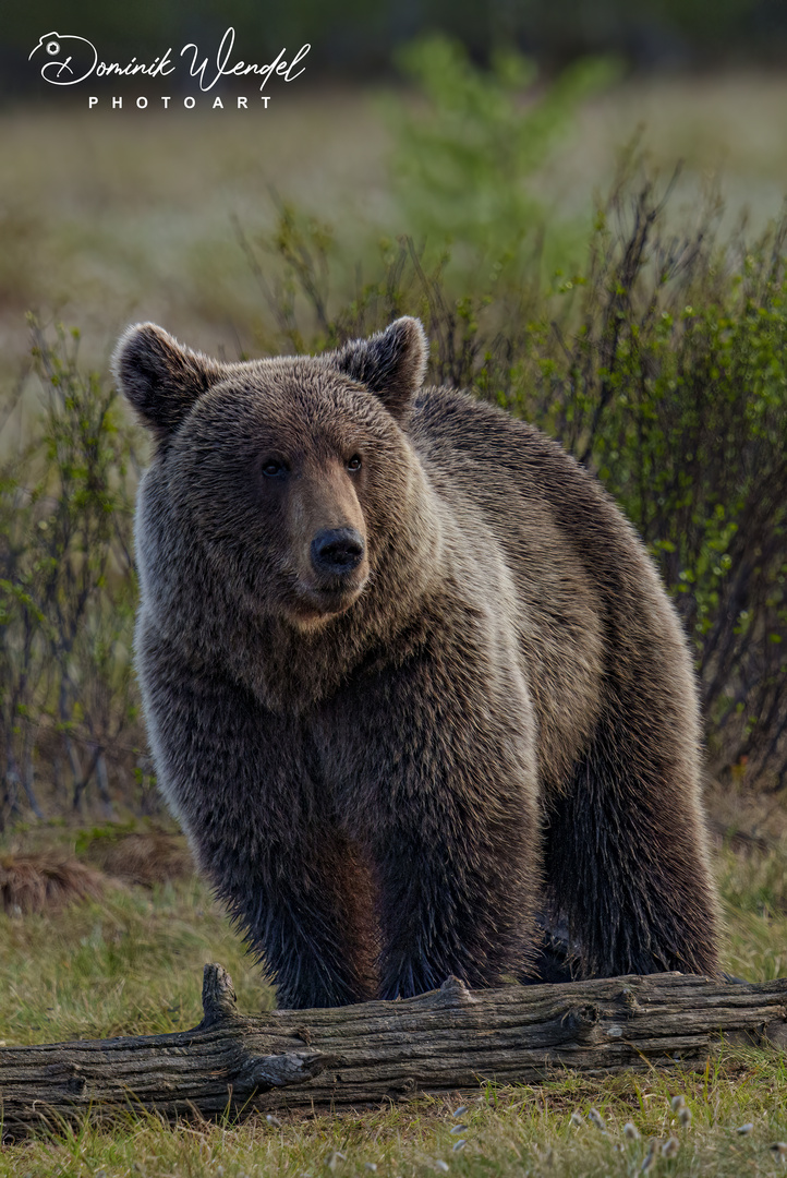 Braunbär