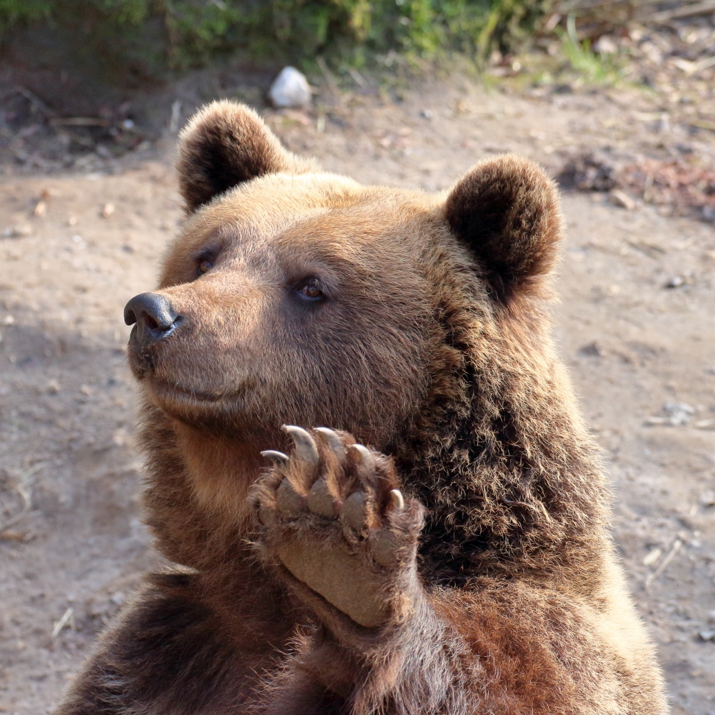 Braunbär