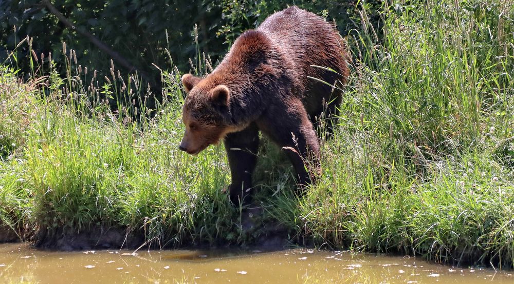 Braunbär