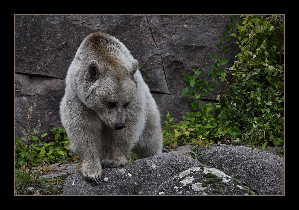 Braunbär