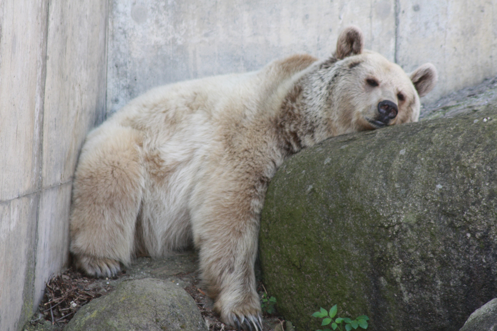 Braunbär