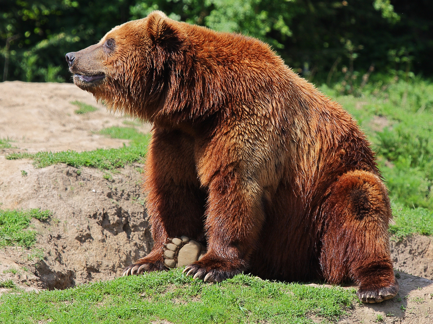 Braunbär