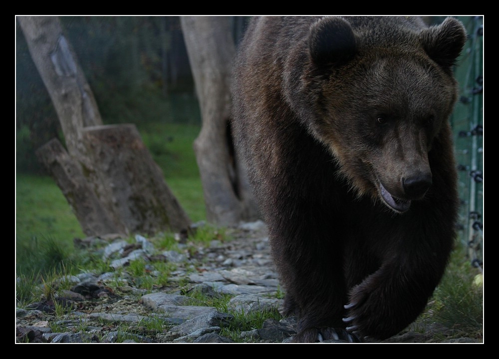 Braunbär