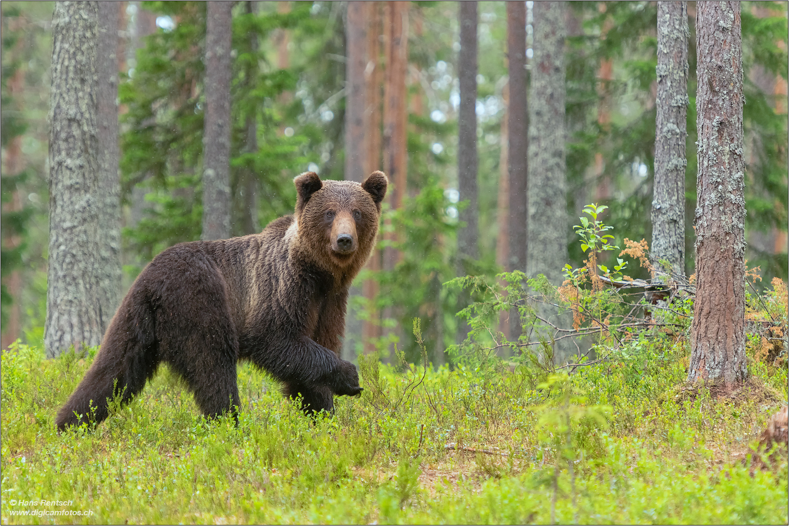 Braunbär