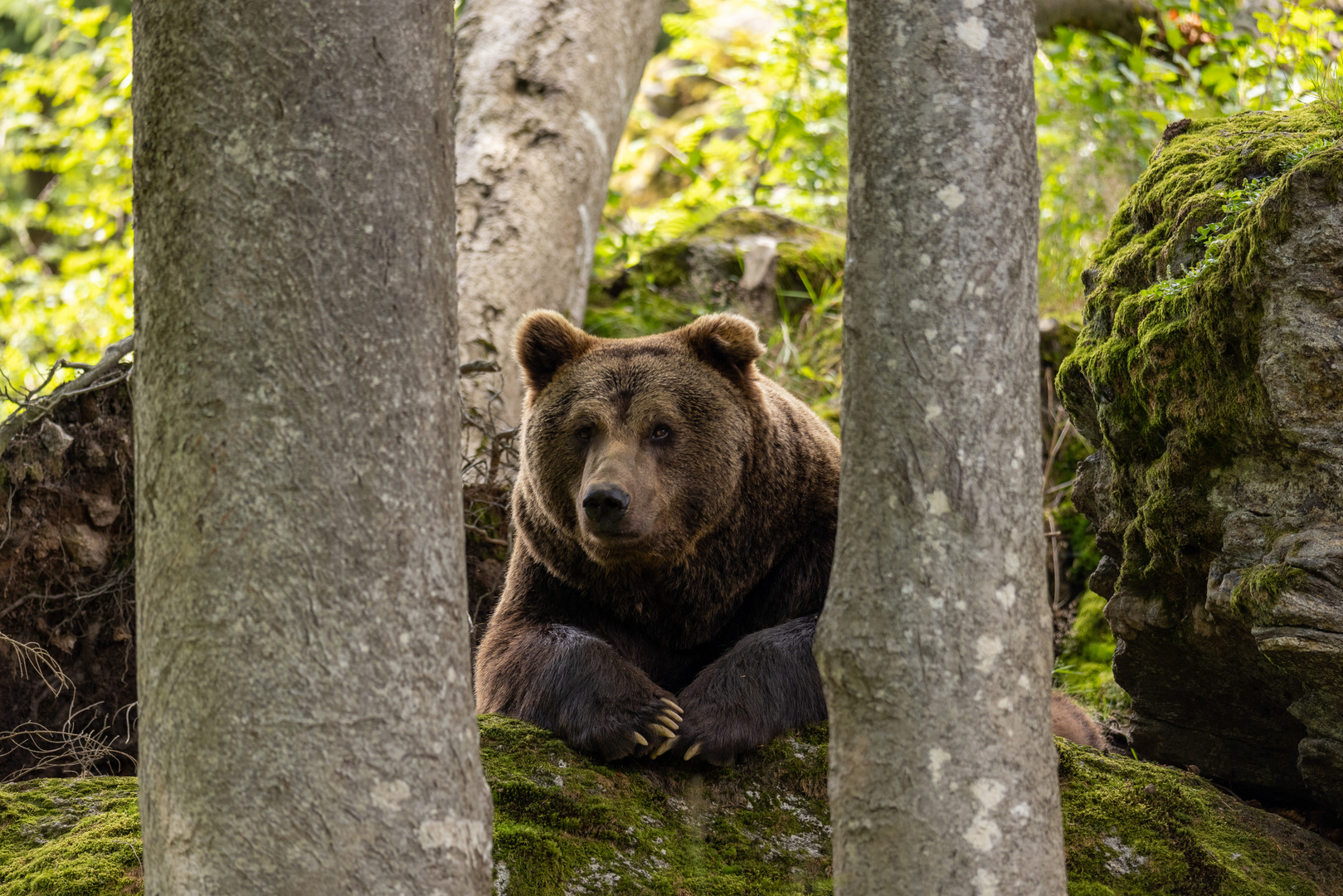 Braunbär