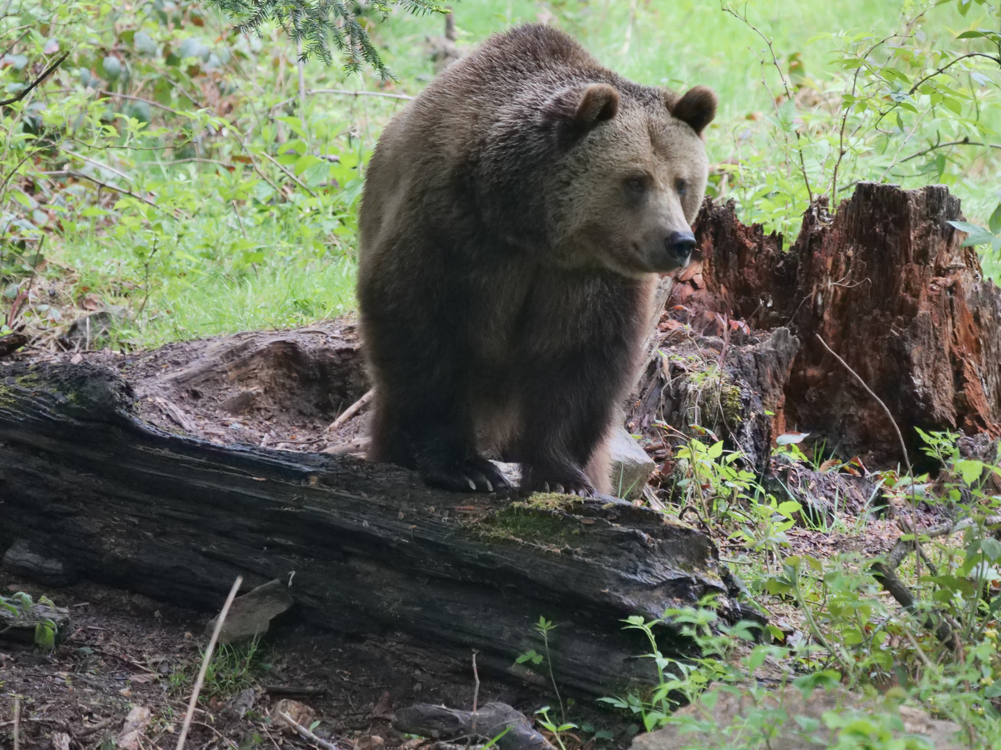 Braunbär 