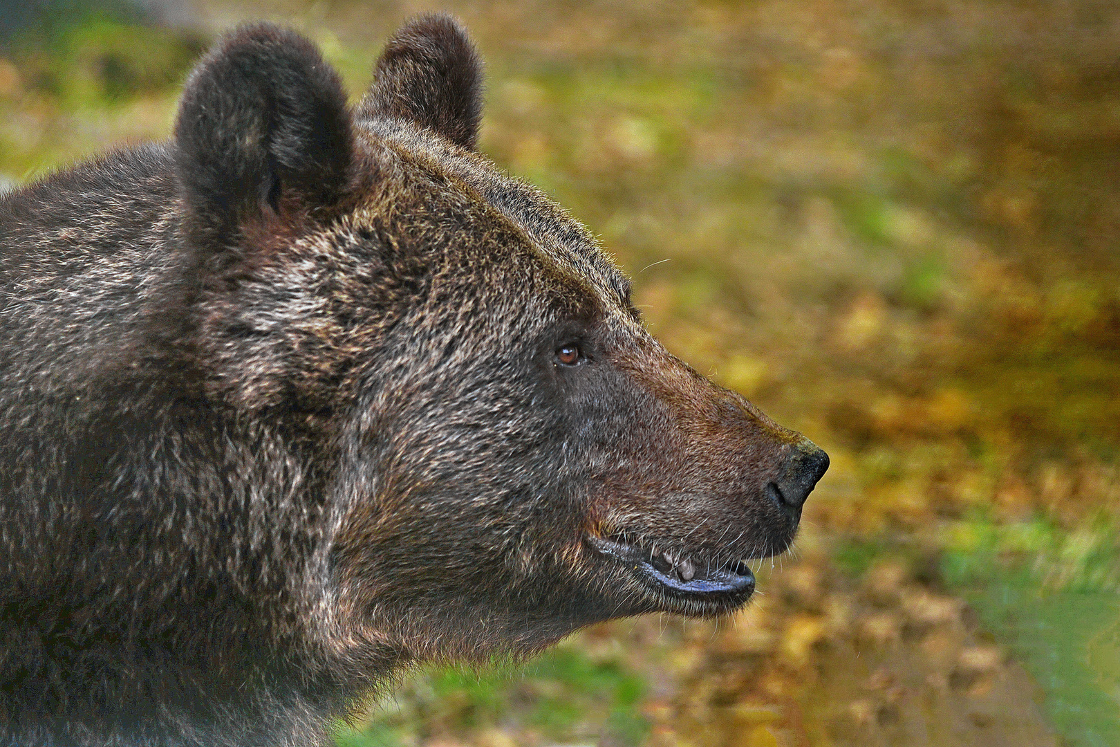 Braunbär