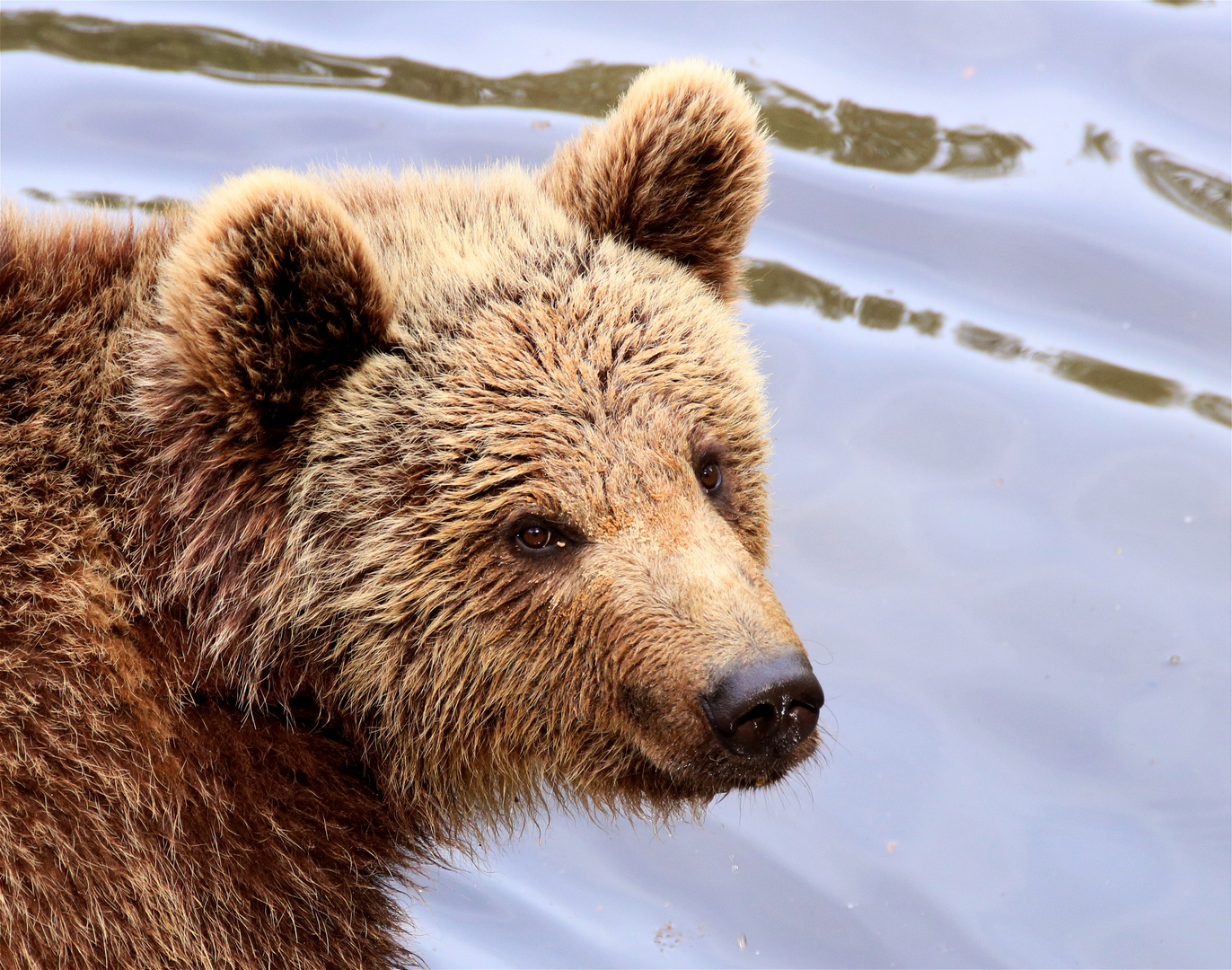 Braunbär