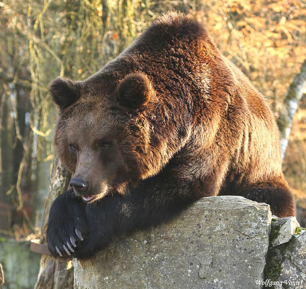 Braunbär