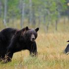 Braunbär Finnland