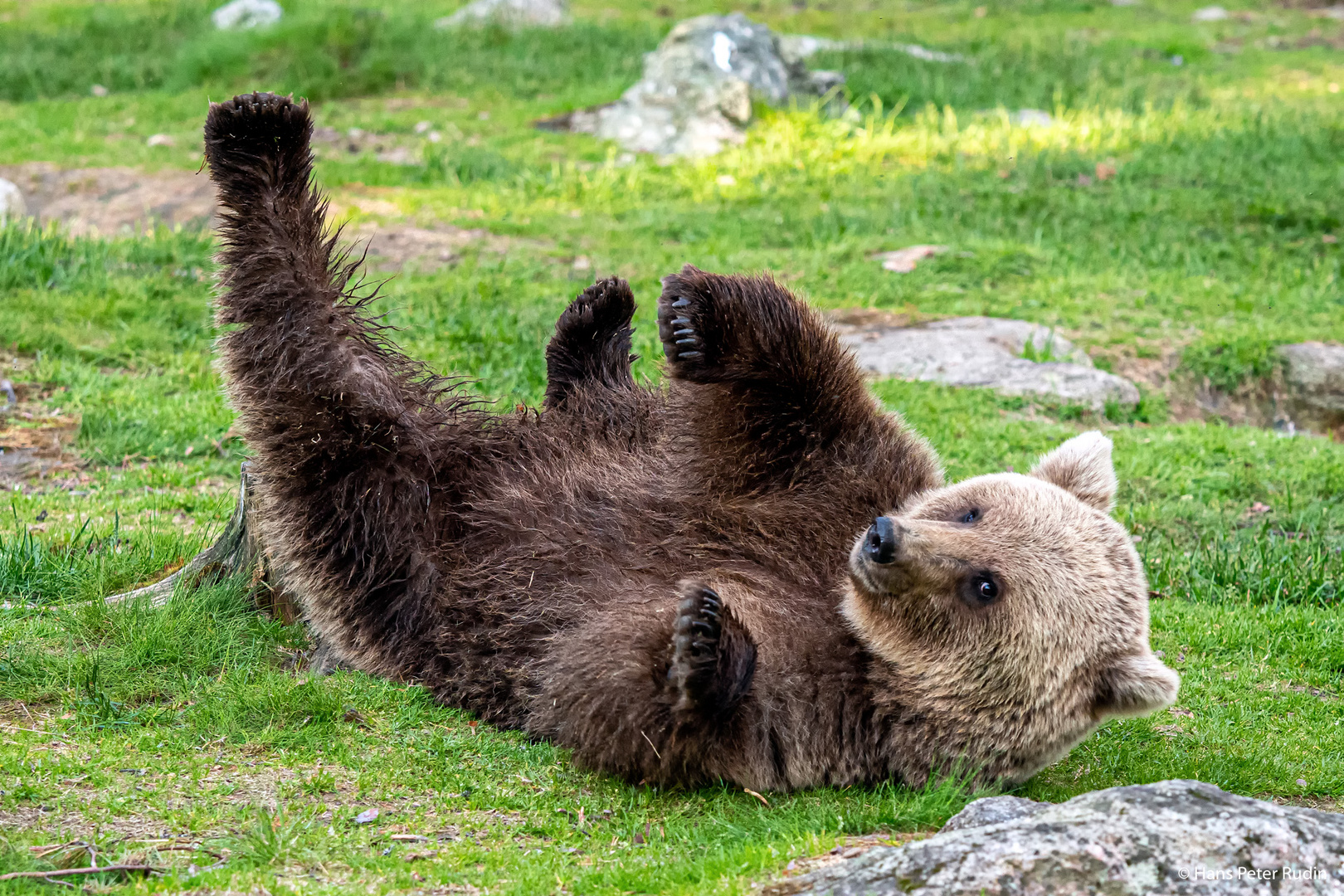 Braunbär – Ganz entspannt