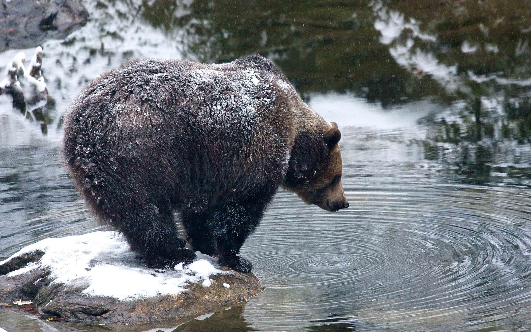 Braunbär Gehege