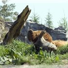 Braunbär gemütlich: was kostet die Welt?