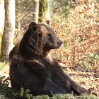 Braunbär genießt die ersten Sonnenstrahlen