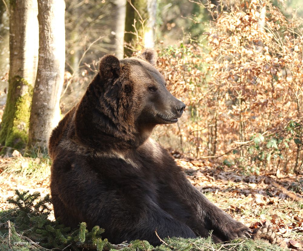 Braunbär genießt die ersten Sonnenstrahlen