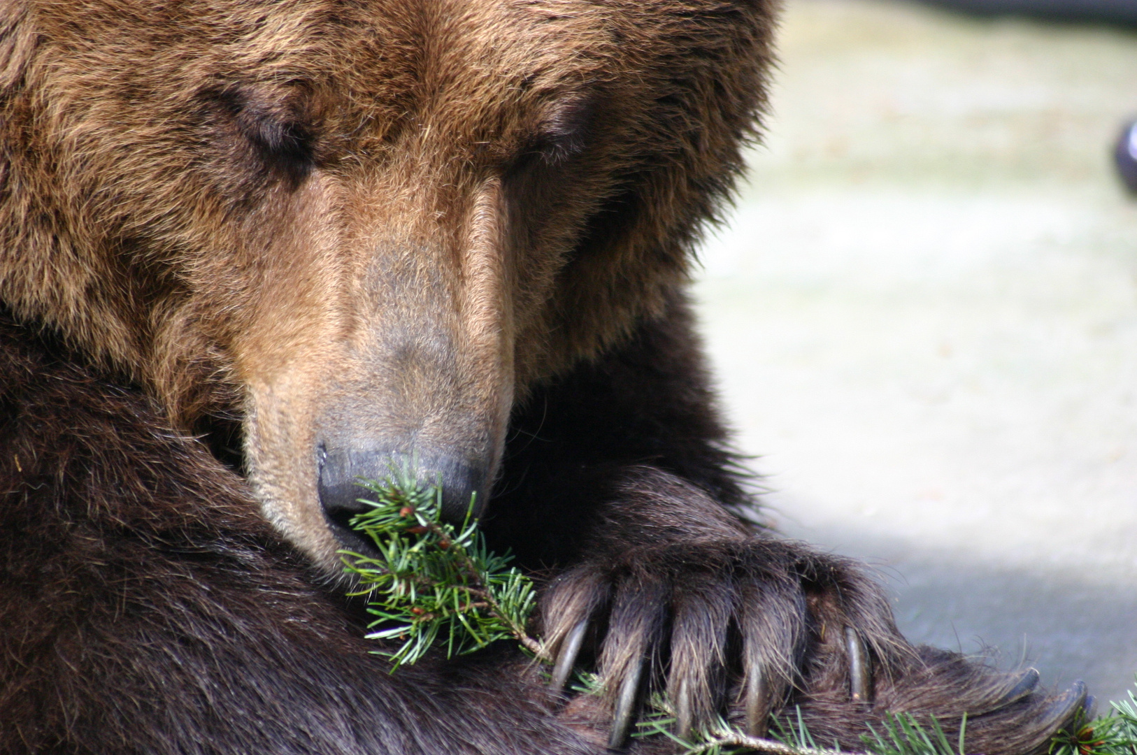 Braunbär Hannes