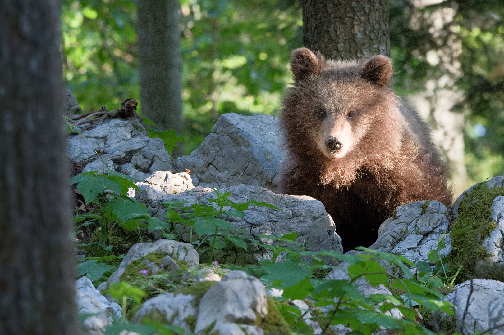 Braunbär III