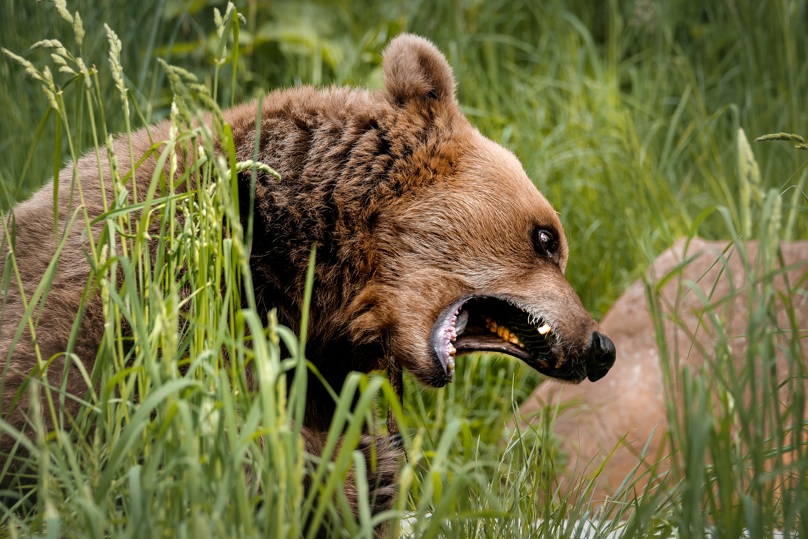 Braunbär im "Alternativer Wolf- und Bärenpark im Schwarzwald"