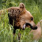 Braunbär im "Alternativer Wolf- und Bärenpark im Schwarzwald"