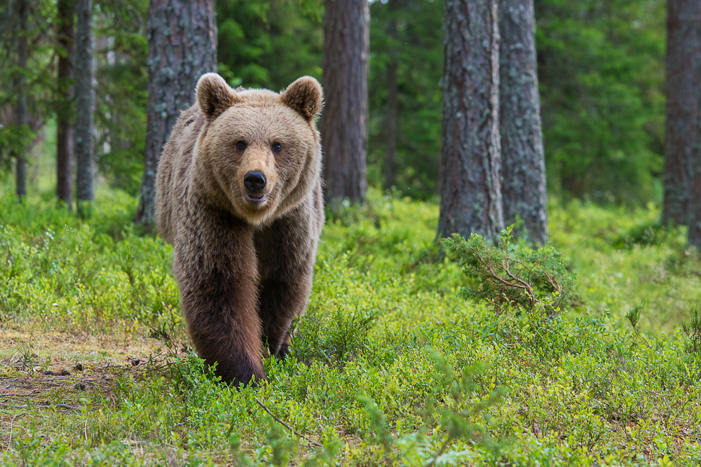 Braunbär im Anmarsch