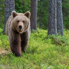 Braunbär im Anmarsch