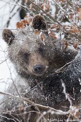 Braunbär - Im Busch