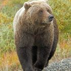 Braunbär im Denali