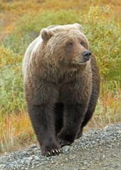 Braunbär im Denali