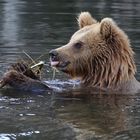 Braunbär im Duisburger Zoo